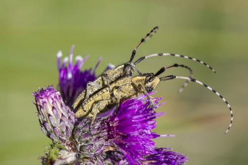 Agapanthia dahli